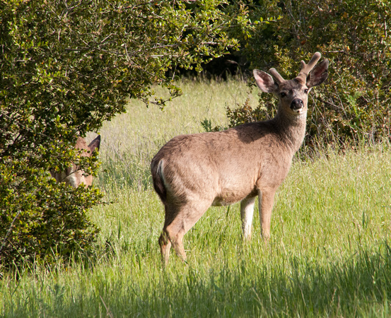 Young Buck, Blacktailed Deer