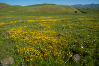 Field of California Goldfields (Lasthenia californica) at Coyote Ridge