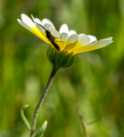 Insect on Tidy Tips (Layia platyglossa)
