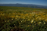 Field of Tidy Tips (Layia platyglossa) & California Goldfields (Lasthenia californica) at Coyote Ridge