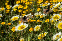 Bay Checkerspot Butterflies (Euphydryas editha bayensis) Gather Nectar from Tidy Tips (Layia platyglossa)