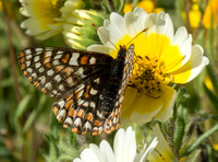 Bay Checkerspot Butterfly (Euphydryas editha bayensis) Gathering Nectar from Tidy Tips (Layia platyglossa) (Detail)