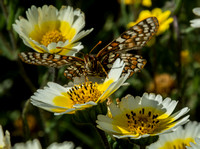 Bay Checkerspot Butterfly (Euphydryas editha bayensis) Gathering Nectar from Tidy Tips (Layia platyglossa)