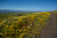 Field of Tidy Tips (Layia platyglossa) & California Goldfields (Lasthenia californica) at Coyote Ridge