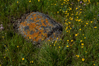 Lichen-covered Serpentine Rock with Goldfields