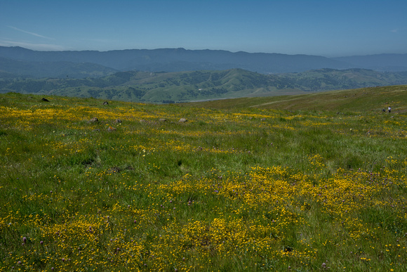 Field of California Goldfields (Lasthenia californica) at Coyote Ridge