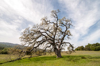 Valley Oak (Quercus lobata) at Visitors' Parking Lot