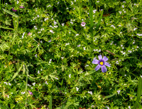 Western Blue-eyed Grass (Sisyrinchium bellum) and Other Flowers