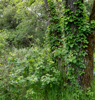 Healthy Poison Oak (Toxicodendron diversilobum)