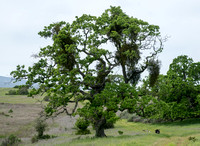 Wild Turkeys (Meleagris gallopavo) beneath Valley Oak (Quercus lobata) with Mistletoe