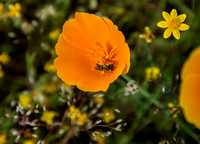 Bee or Beefly in California Poppy (Eschscholzai californica)