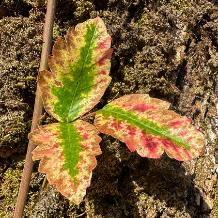 Poison Oak in Woodland