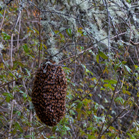 3/31/2021 Swarm of Bees and More: Black Oak Trail in Springtime