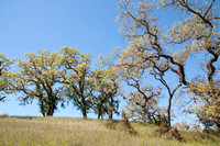 Valley Oaks (?) (Quercus lobata)