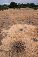 Harvester Ant (Messor andrei) Nest