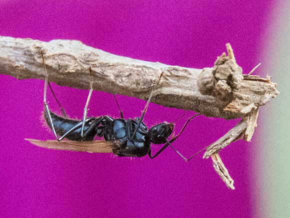 Winged Male Carpenter Ant (Camponotus semitestaceous)