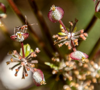 Field Ant (Formica moki?) on Wolly-fruited Lomatium (L. dasycarpum ssp. dasycarpum)