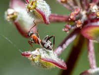 Field Ant (Formica moki?) on Wolly-fruited Lomatium (L. dasycarpum ssp. dasycarpum)