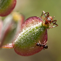 Two Ants on Wolly-fruited Lomatium (L. dasycarpum ssp. dasycarpum) with Another Ant