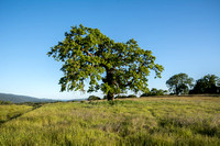 Lone Valley Oak (Quercus lobata)