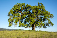 Lone Valley Oak (Quercus lobata) (2)