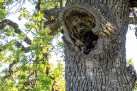 Barn Owl (Tyto alba) Peers from Hollow in Lone Valley Oak