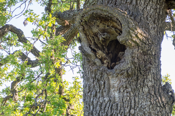 Barn Owl (Tyto alba) Peers from Hollow in Lone Valley Oak