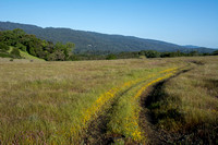 California Goldfields (Lasthenia californica) along Road F