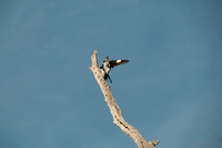 Mating Woodpeckers