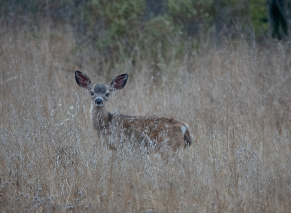 Why Are Fawns Spotted?