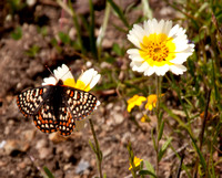 4/9/2011 Coyote Ridge with the Committee for Green Foothills: Bay Checkerspot Butterflies on the Serpentine