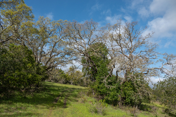 Blue Oak Canopy