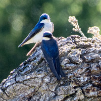 Two Barn Swallows (Tachycineta bicolor)