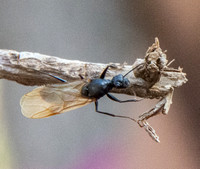 Winged Male Carpenter Ant (Camponotus semitestaceous) on Display (Closeup)