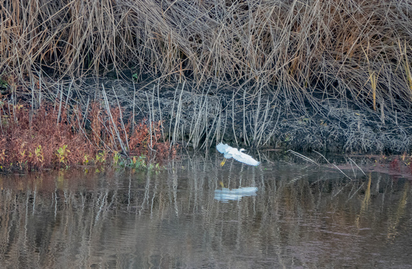 Snowy Egret (Egretta thula) Lands on Searsville Lake