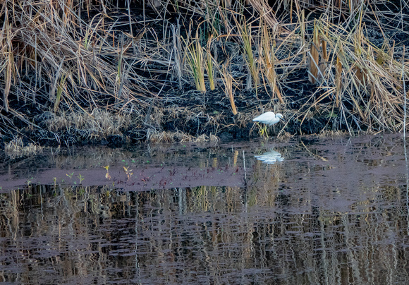 Snowy Egret (Egretta thula) on Searsville Lake