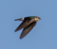 Swallow B in Flight