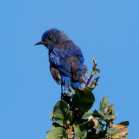 Male Western Bluebird (Sialia mexicana)