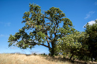 Valley Oak (Quercus lobata) with Blossoming Toyon (Heteromeles arbutifolia)