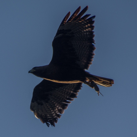 Dark Morph Red-tailed Hawk (Buteo jamaicensis)  carrying Vole in Flight