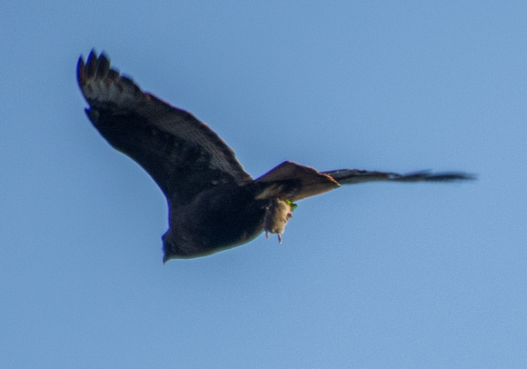 Dark Morph Red-tailed Hawk (Buteo jamaicensis)  carrying Vole in Flight