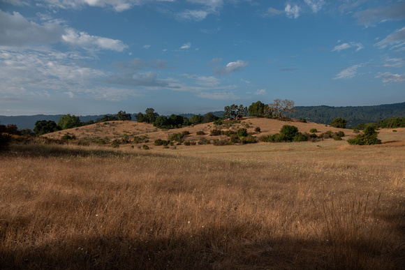 Grassland, Chaparral, Oaks, and Windy Hill -- a Wider View