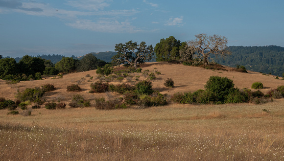 Grassland, Chaparral, Oaks, and Windy Hill