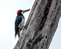 Female Acorn Woodpecker with Acorn