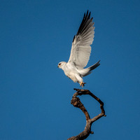 White-tailed Kite Takes Off