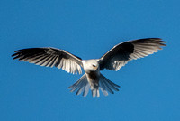 White-tailed Kite (Elanus leucurus), Kiting Again