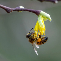 Western Honeybee (Apis mellifera) Gathering at Dirca Flower