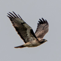 Juvenile Red-Tailed Hawk (Buteo jamaicensis) in Flight