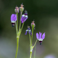 Lowland Shooting Stars (Primula clevelandii var. oatula)