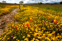 Poppies and Goldfields: Spring on Jasper Ridge